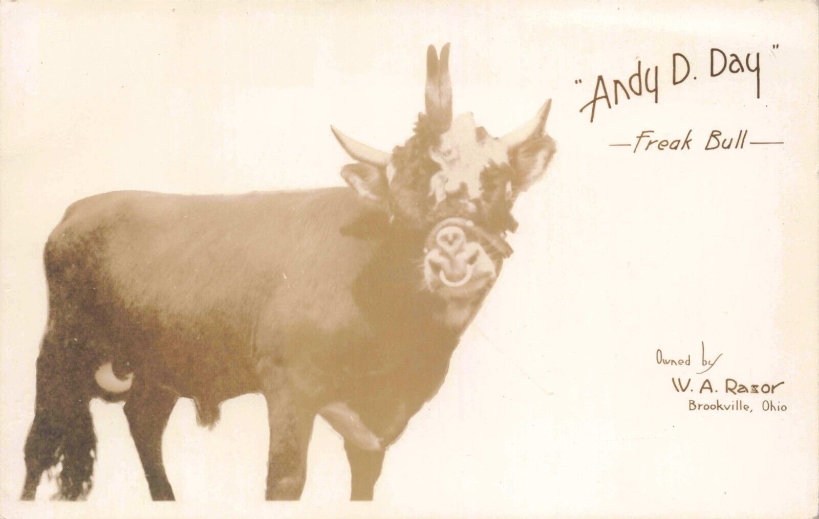 RPPC Weird Bull with 4 Eyes & Double Horn Freak Animal Vintage Photo Postcard