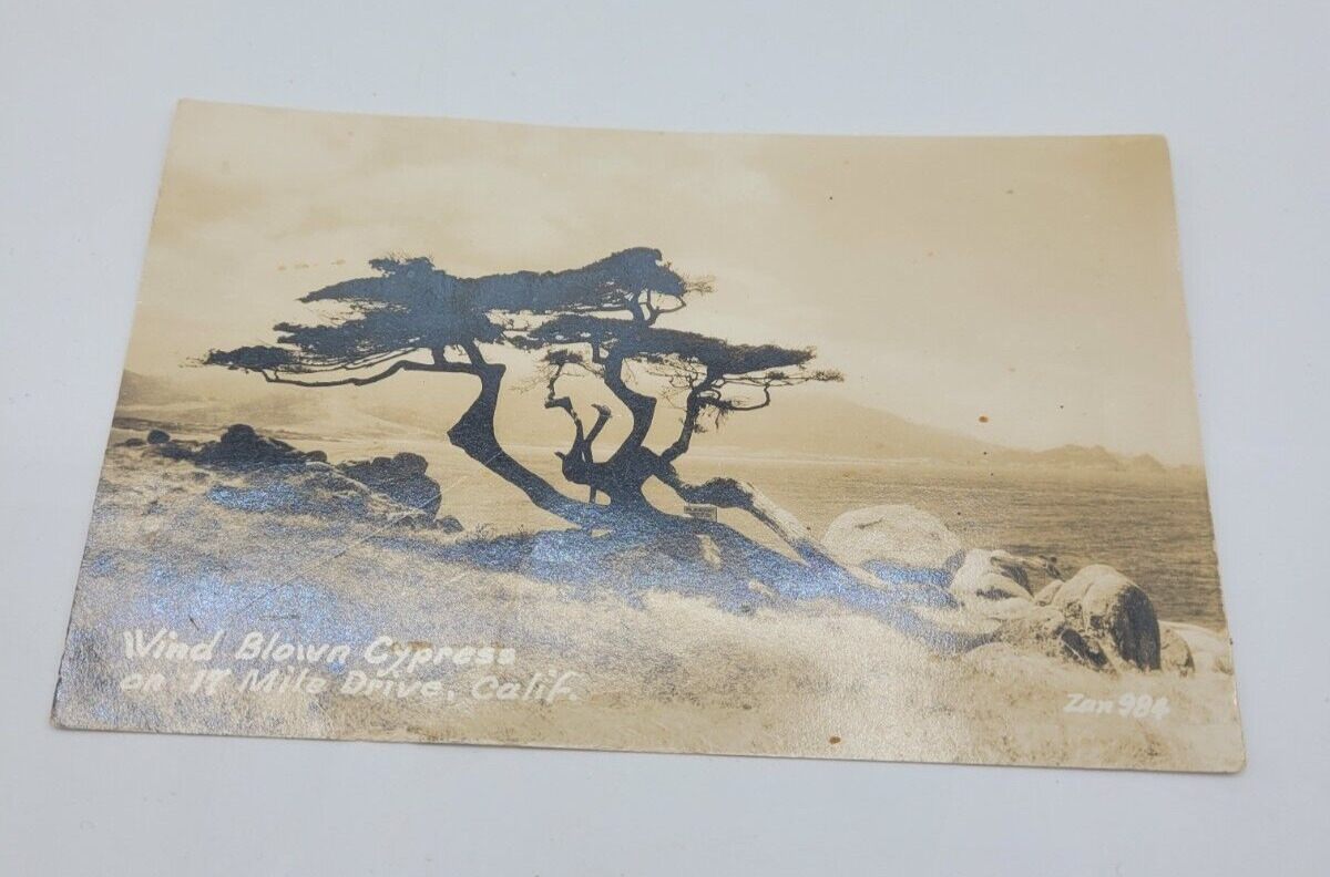 Vintage Postcard Wind Blown Cypress On 17 Mile Drive Calif. Zan 984