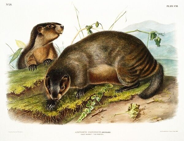 Hoary Marmot (Arctomys Pruinosus) - 1845 - Illustration Magnet