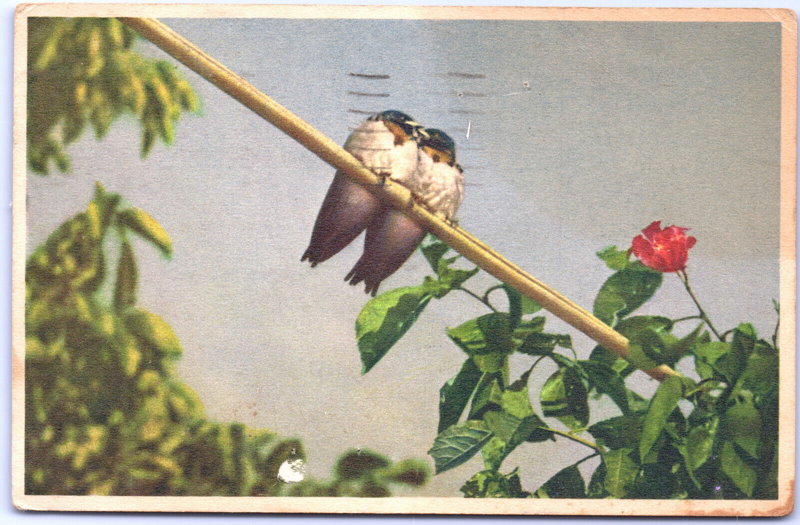 Postcard Iowa Birds Sitting on Branch Postmarked Ottumwa 1947 WB PST G9