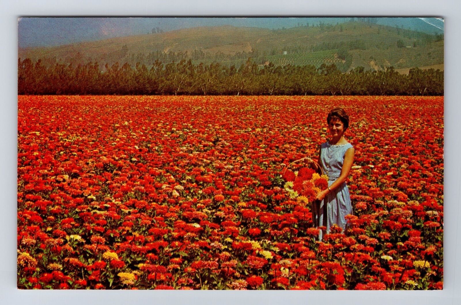 Riverside CA-California, Burpeeana Giant Zinnias Floradale Farm Vintage Postcard