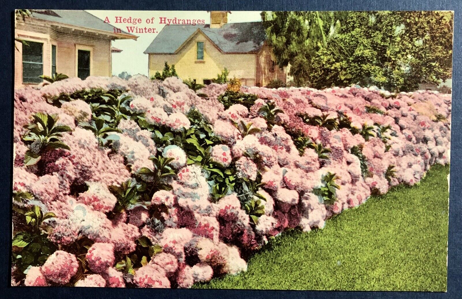 Postcard California Hydrangeas Hedge in Winter Houses c1910