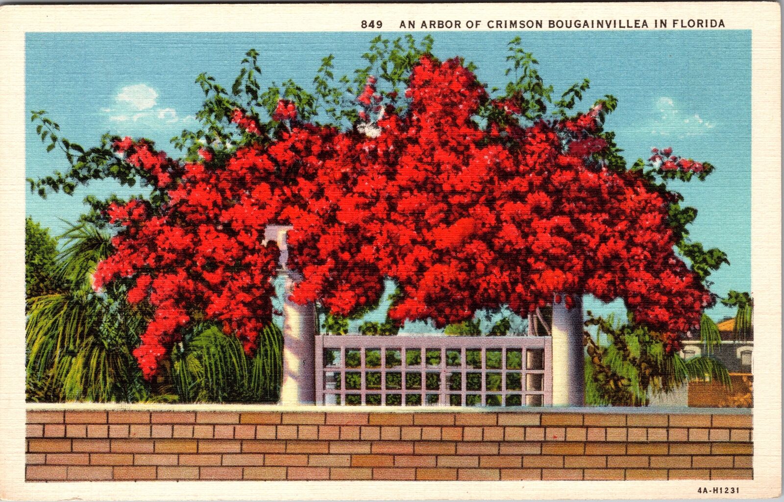 FL-Florida, An Arbor Of Crimson Bougainvillea Vintage Souvenir Postcard