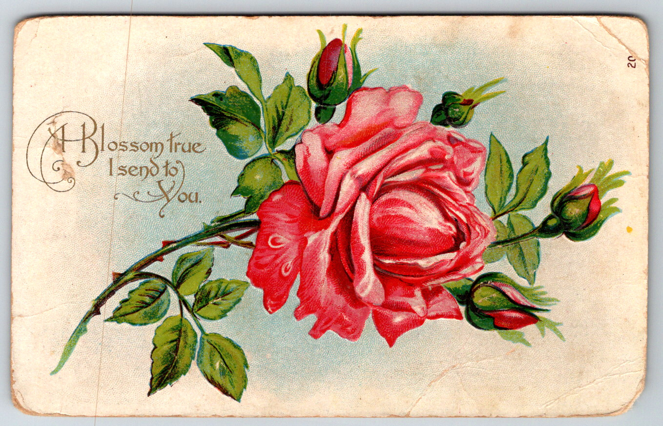 c1910s Blossom True Flower Rose Embossed Antique Postcard