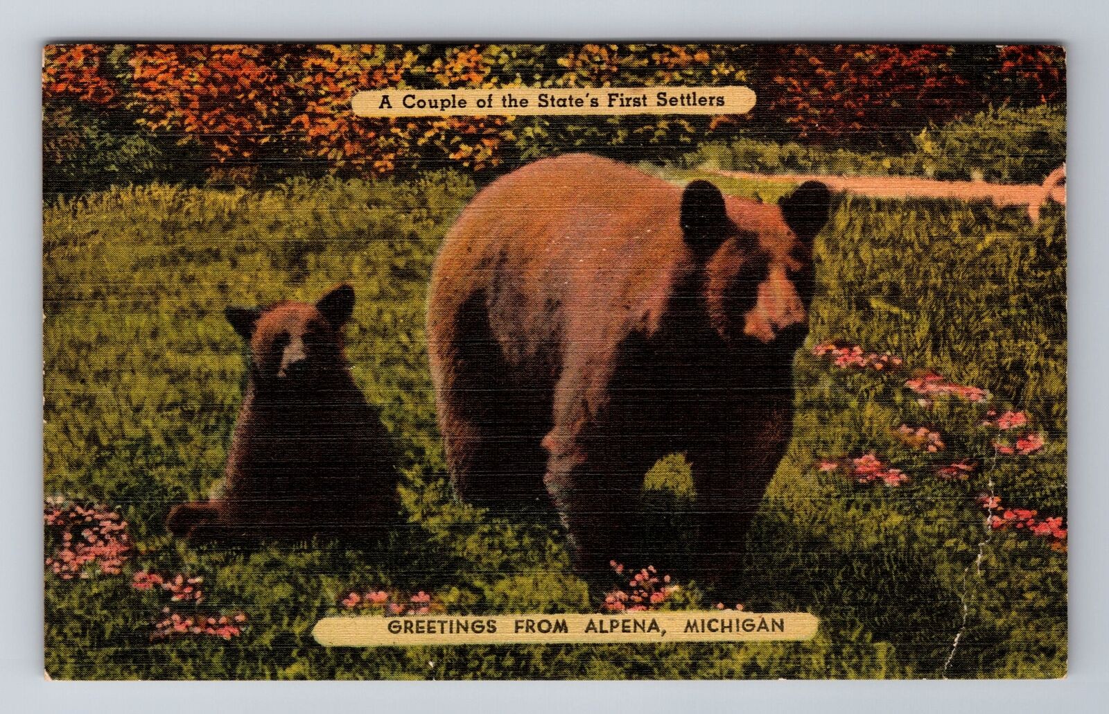 Alpena MI-Michigan, General Greetings, Brown Bear, Vintage c1949 Postcard
