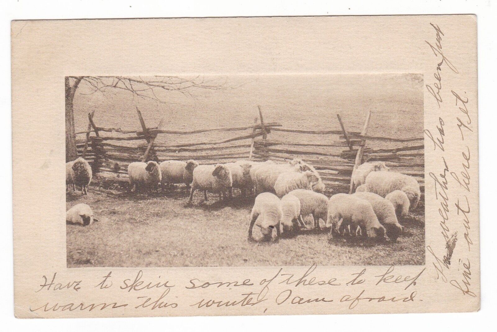 c1910 DRISCOLL NORTH DAKOTA SHEEP WOOD FENCE VINTAGE B&W POSTCARD ND HOHMAN OLD