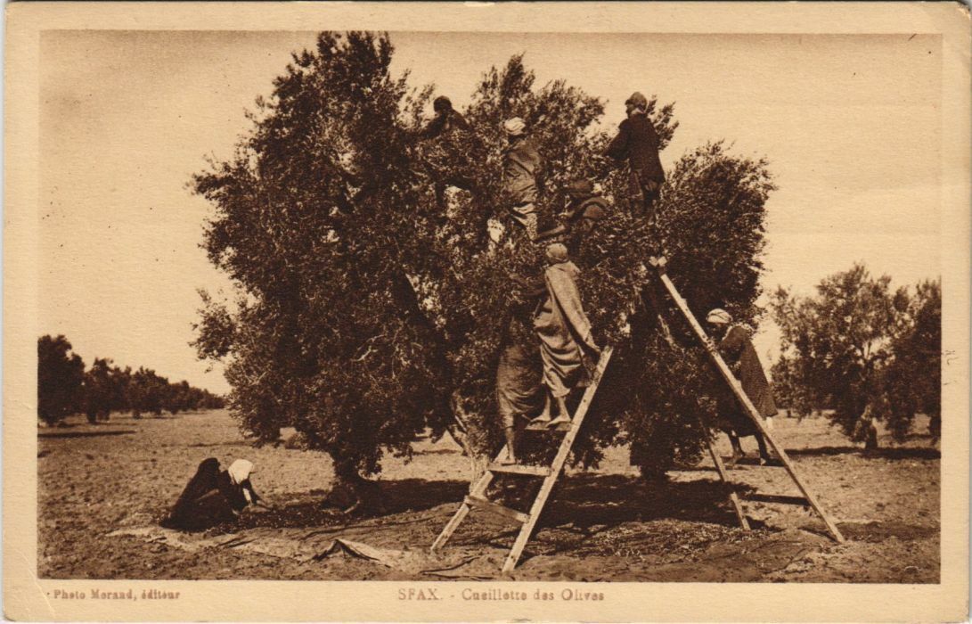 CPA AK TUNISIA SFAX Olive Harvest (712221)
