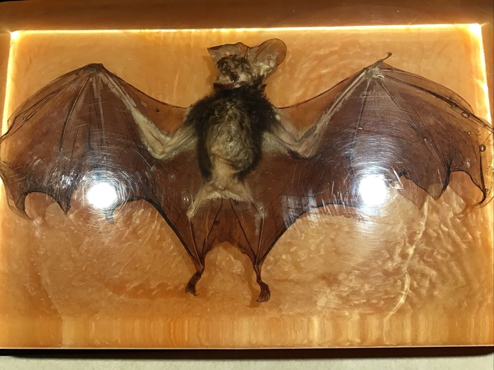Real Bat In Acrylic  Large