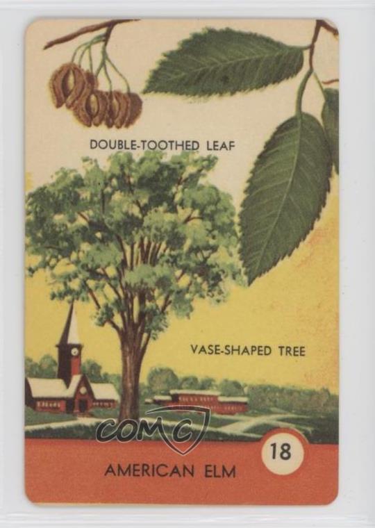 1962 Ed-U-Cards Tree Spotter Cards American Elm #18 0e2x