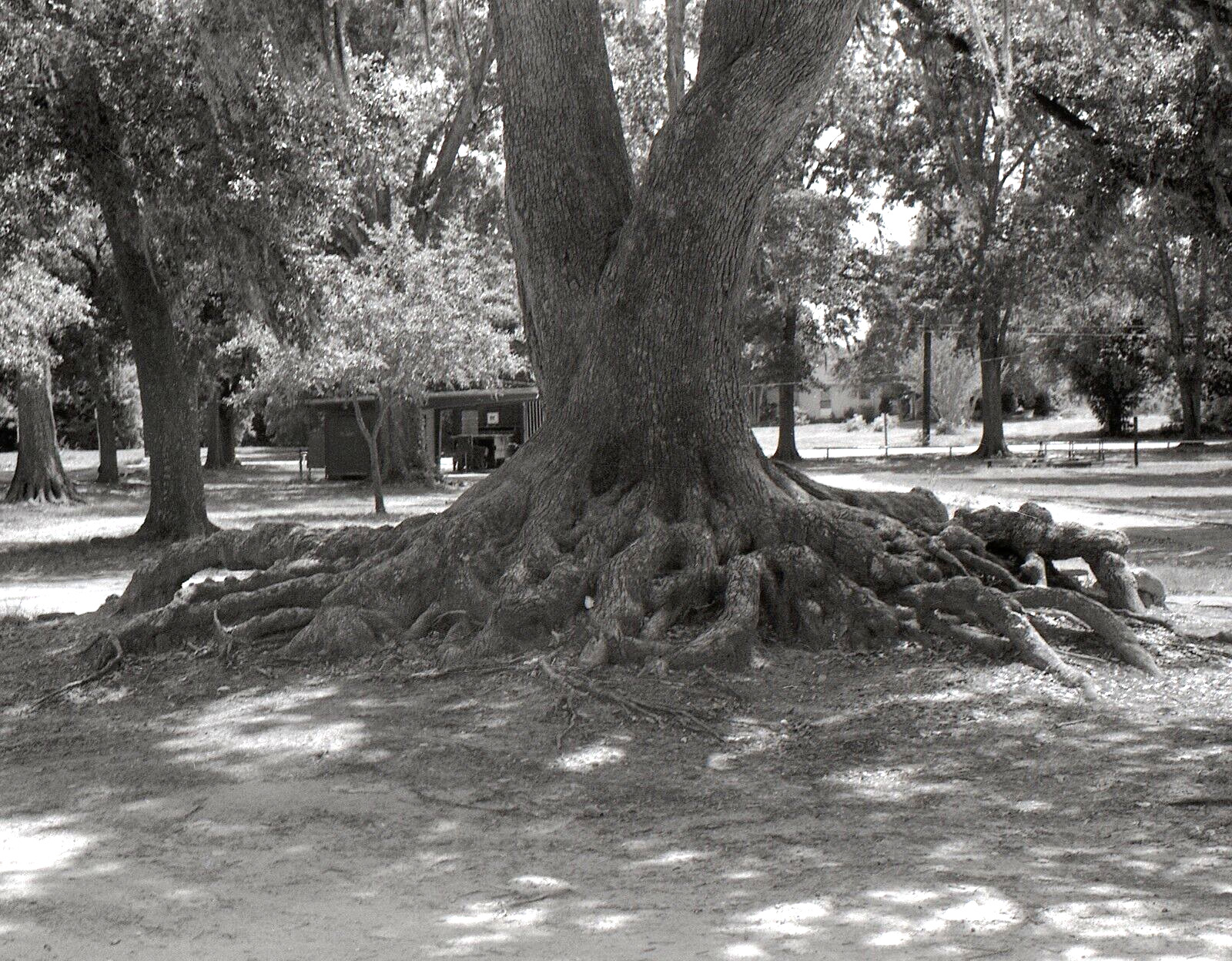 Tree Roots 1979 Baton Rouge 35mm Monochrome (B&W) Negative