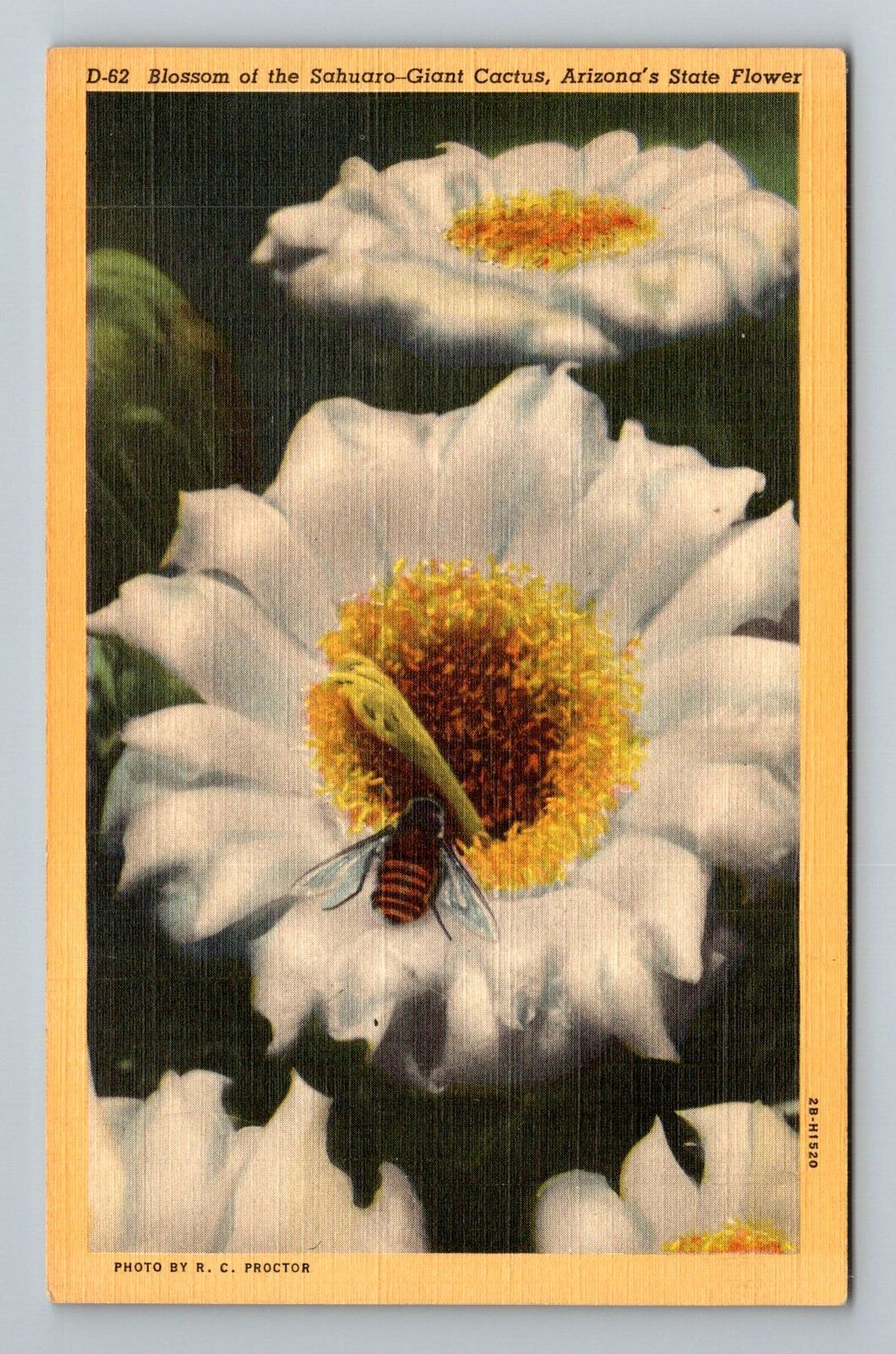 AZ-Arizona State Flower Sahuaro Cactus Blossom Bumblebee Vintage Postcard