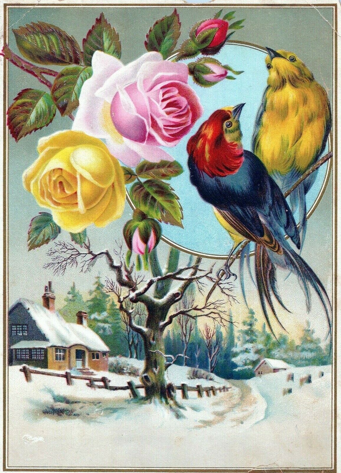 1870s-80s  Victorian Trade Card Canary Finch Birds with Roses Winter scene 556