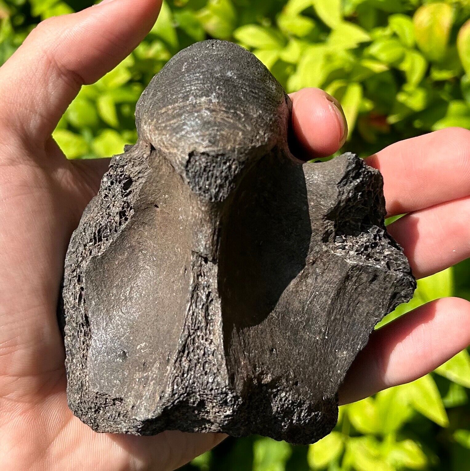 Florida Fossil Horse Cervical Vertebrae Pleistocene Ice Age Mammal Bones