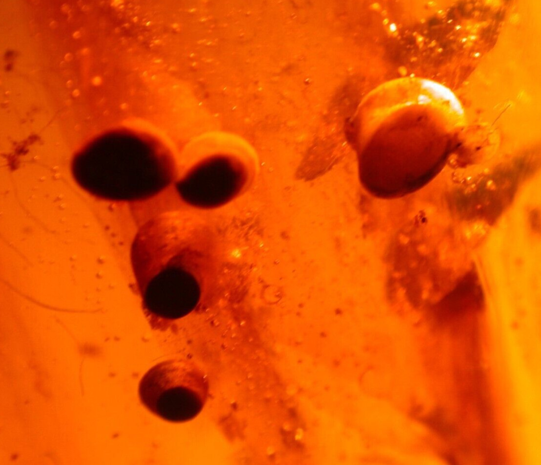 Beautiful Large Burmite Amber Gemstone with Hairs Flies Bivalve Shells 12.7 gram
