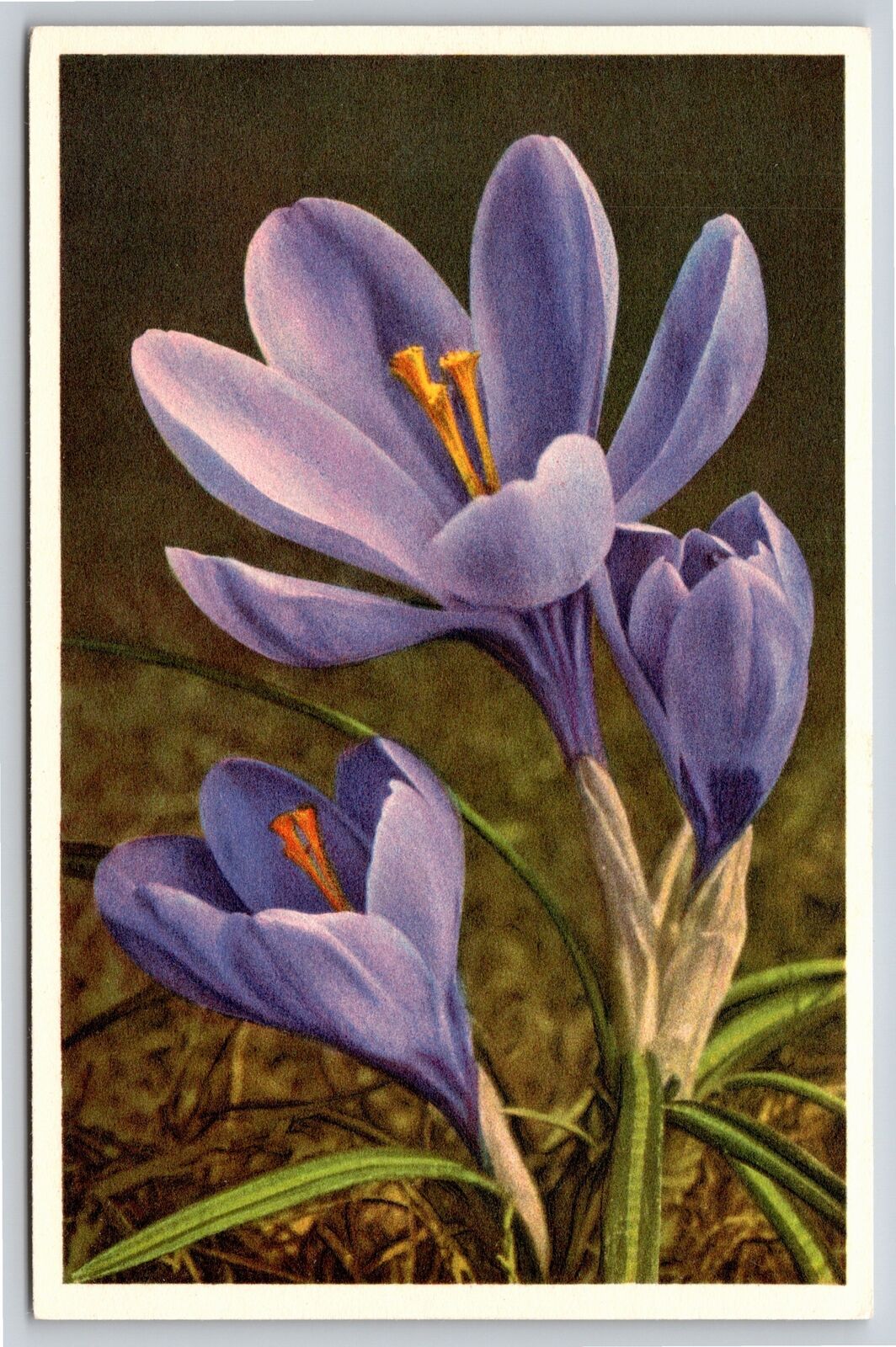 Flowers~Purple Hybrid Crocus~Vintage Postcard