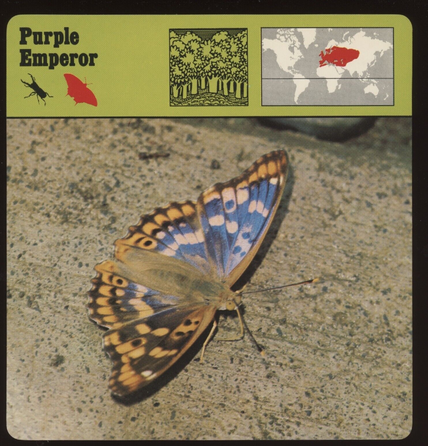 Purple Emperor  Safari Cards Rencontre Insects