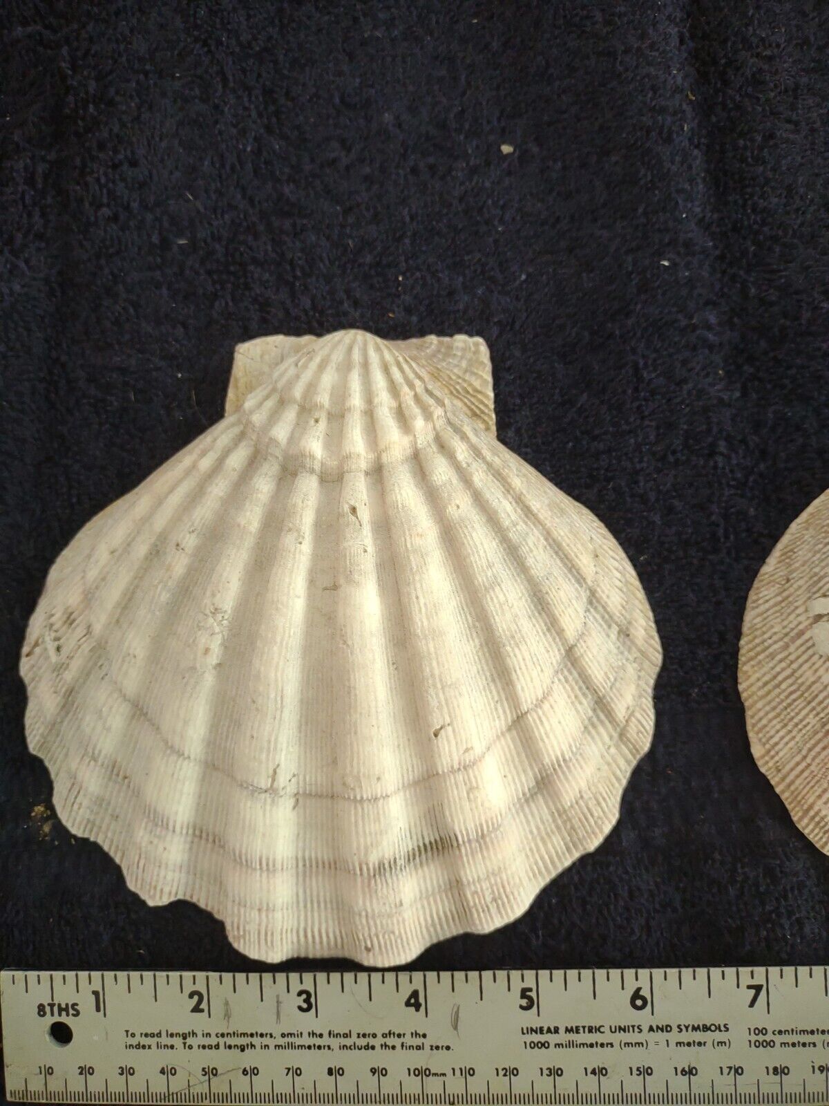 Two Large Chesapectus Jefferson Scallop Seashells