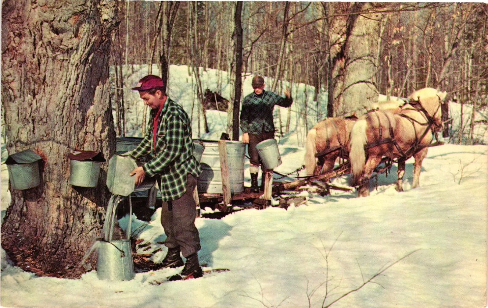 Vintage Postcard- Gathering maple sap from trees. 1960s