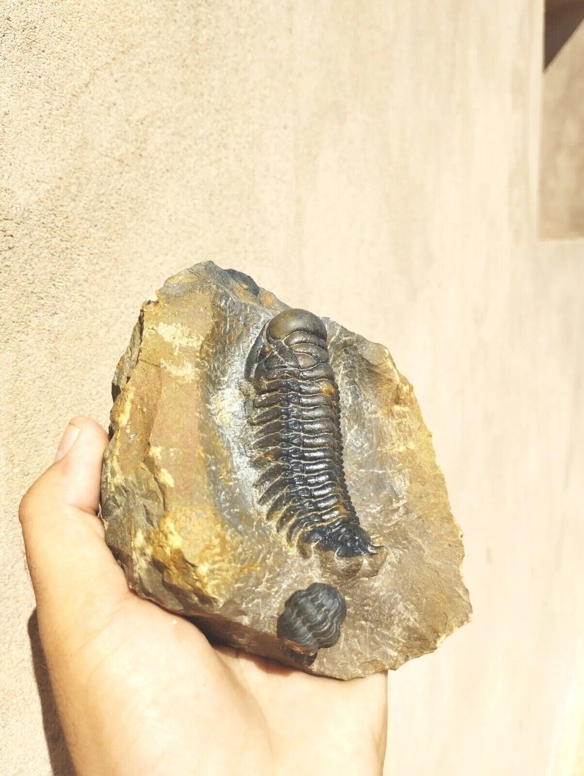 3inch Trilobites Crotalocephalus Trilobite fossil Moroccan Fossils