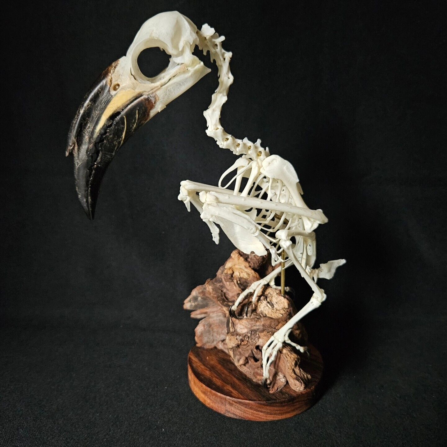 Real African Grey Hornbill Taxidermy Bird Skeleton