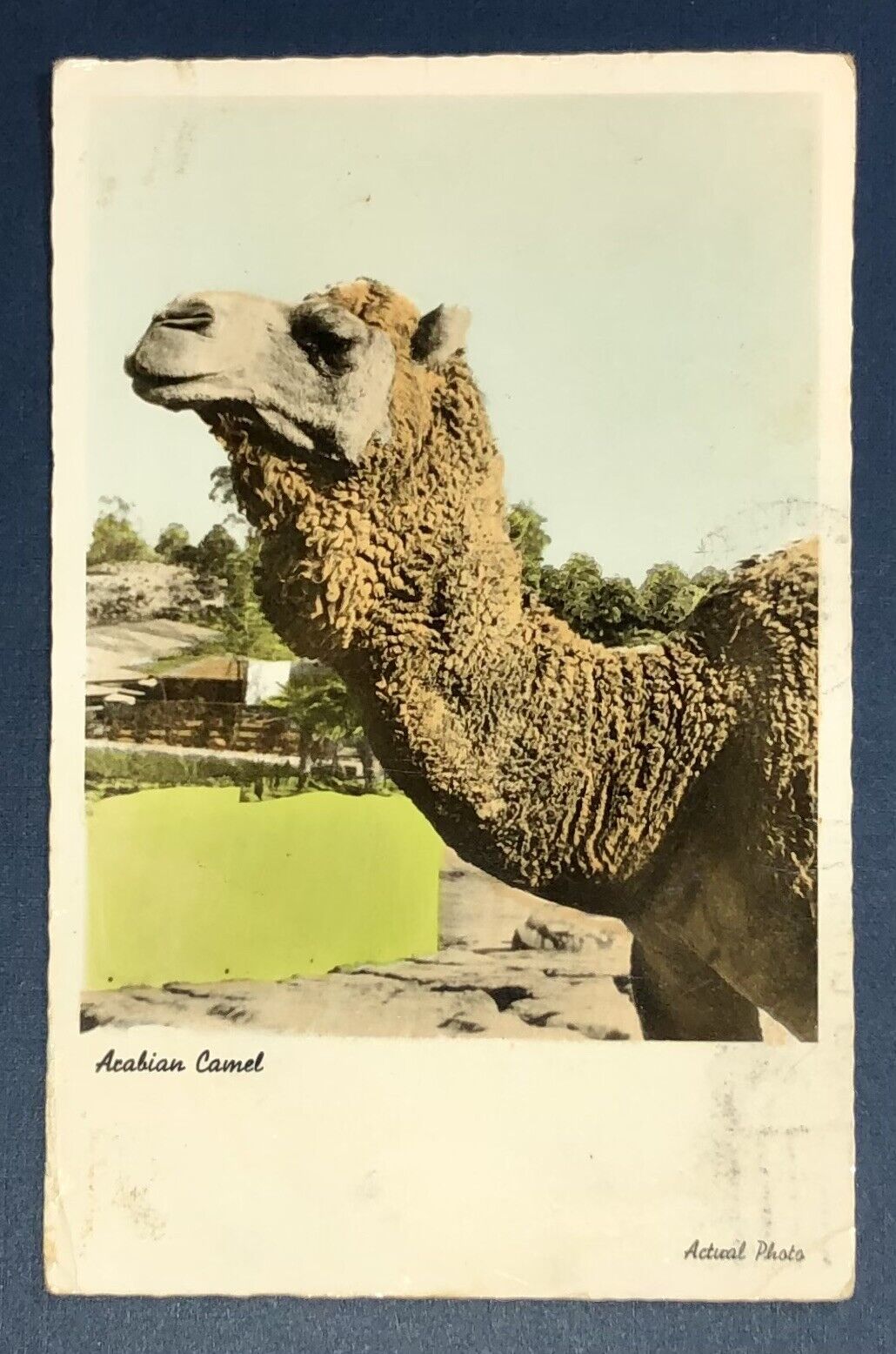 RPPC Postcard Arabian Camel Hand Tinted c1972