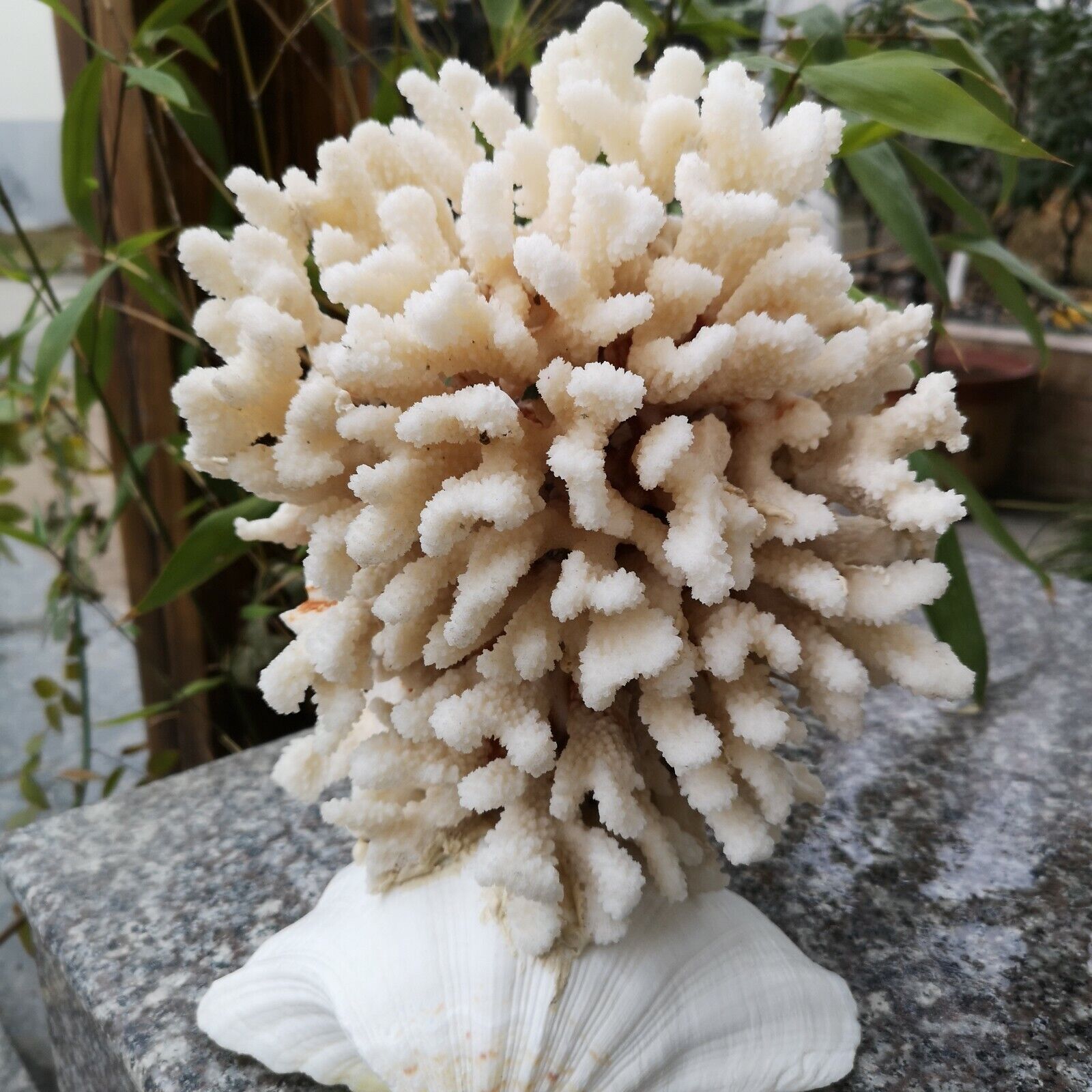Natural Real White Reef Aquarium Crafts Jewelry Decor Coral home decoration 19