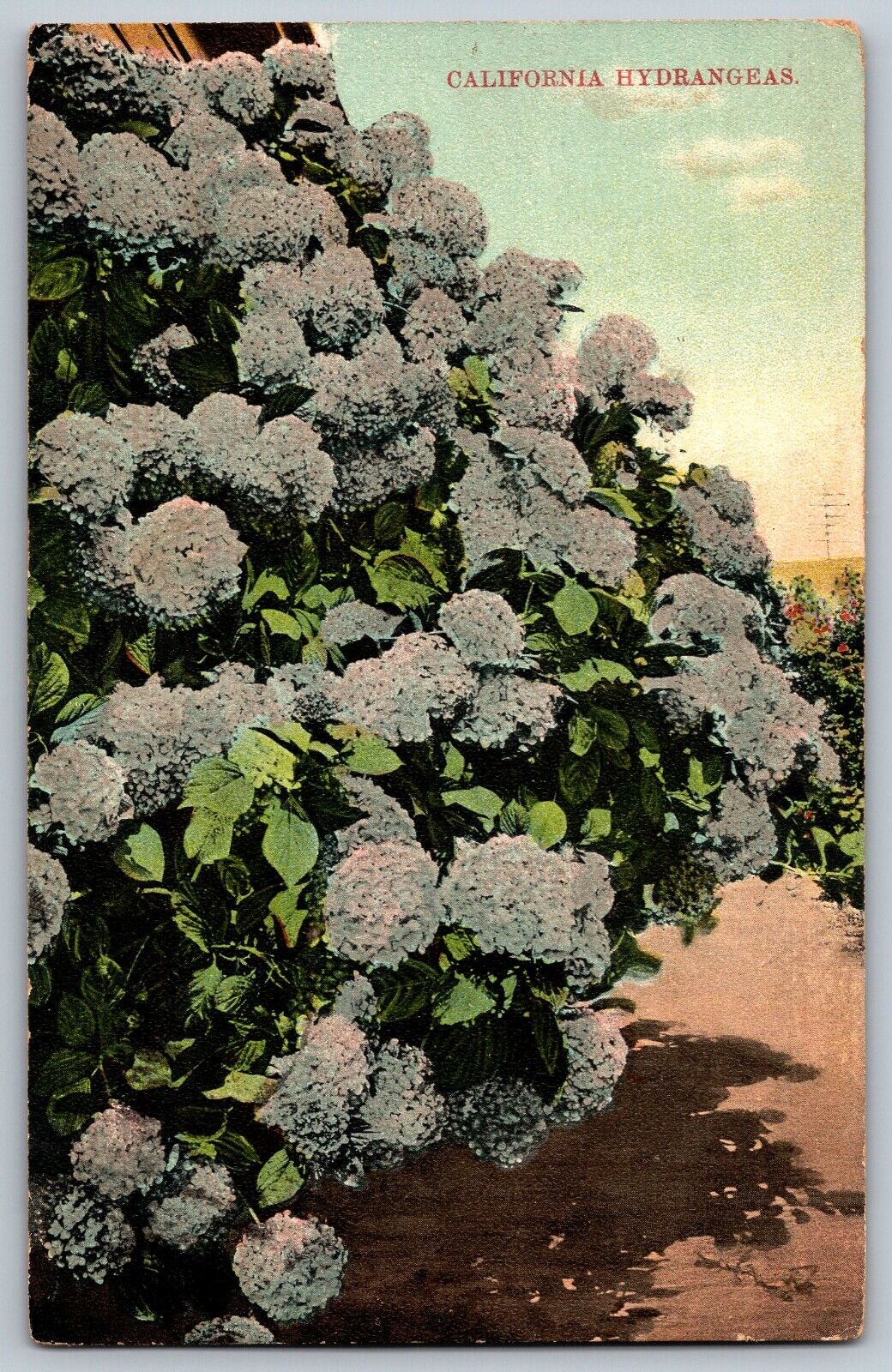 California CA - Beautiful Hydrangea Flowers and Plants - Vintage Postcard