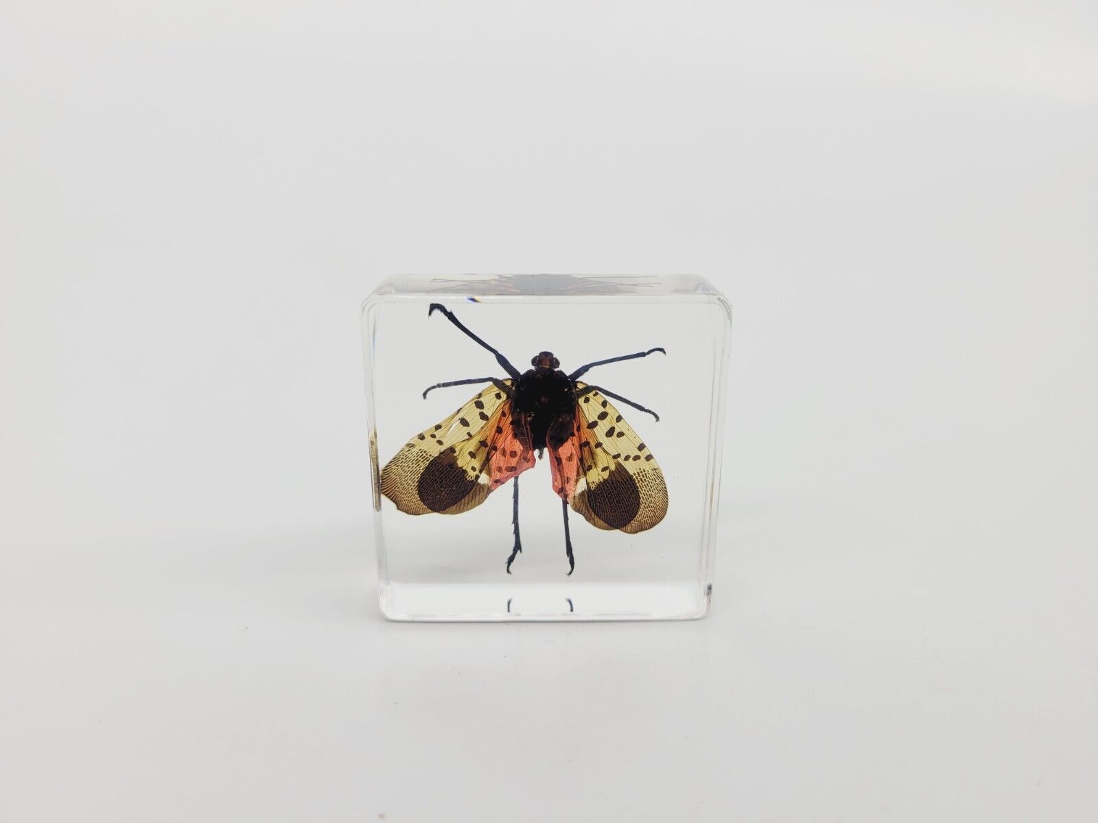 Spotted Lanternfly in Lucite, Resin
