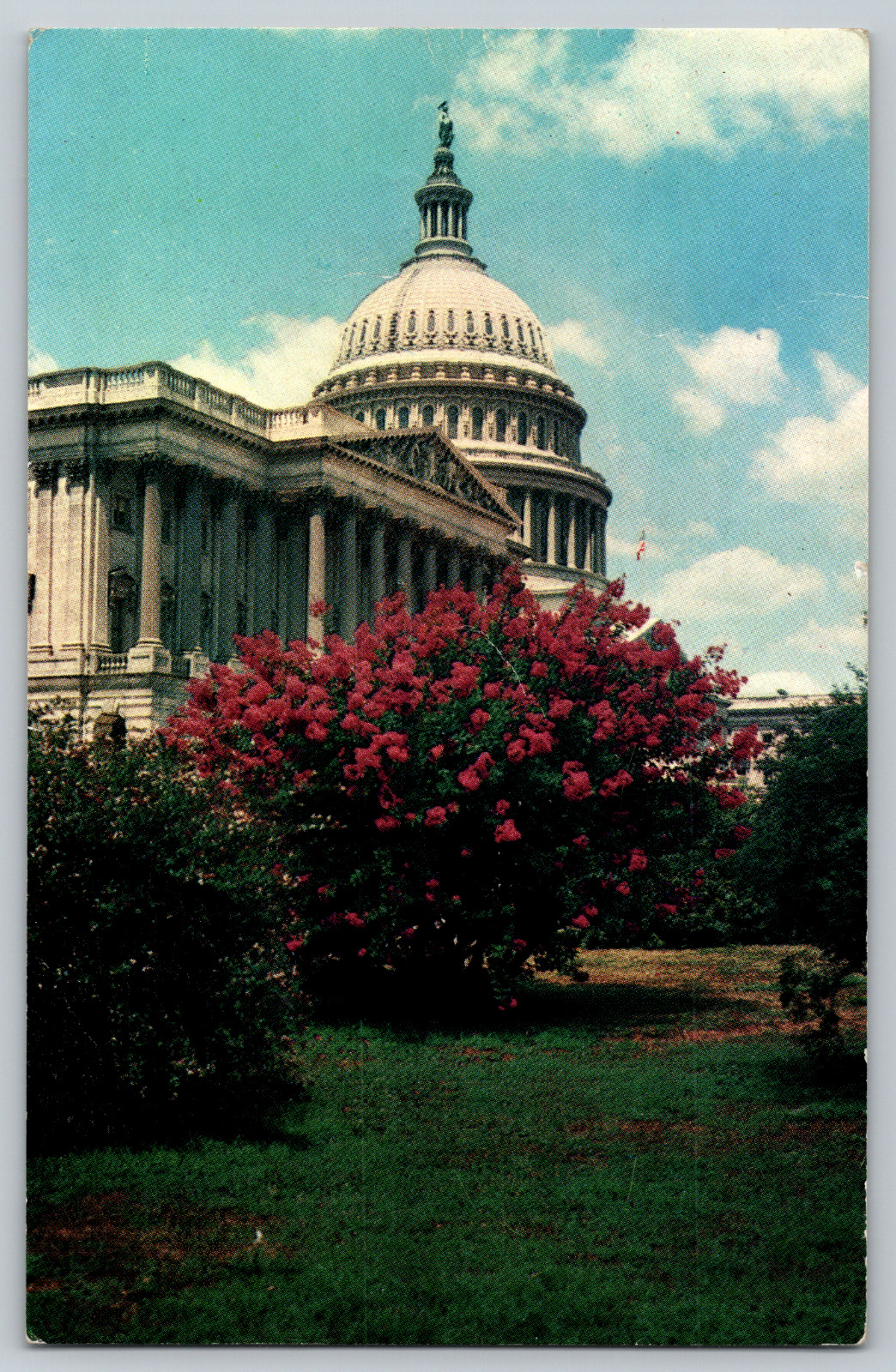 United States Capitol Pink Flowers Bloom Washington DC Vintage Postcard