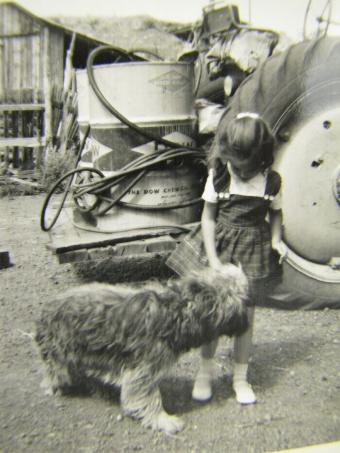 Vintage B&W Photo Dow Farm Girl Feeds Shaggy Pet Dog 