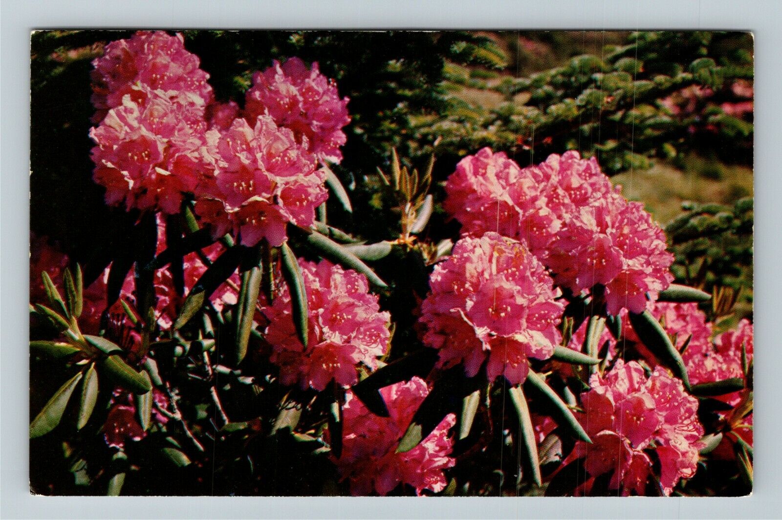 Purple Rhododendron, Scenic Nature Plants And Flowers Vintage Postcard
