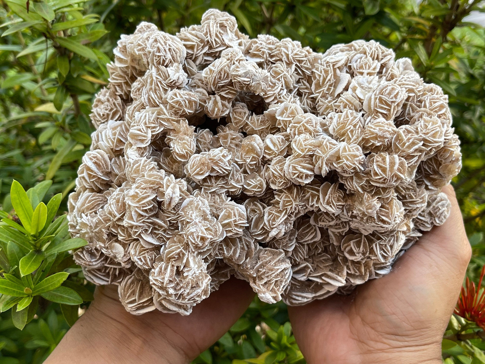 Large to Giant Desert Rose Cluster,3-10 Inches Beautiful Huge Desert Gypsum Rose