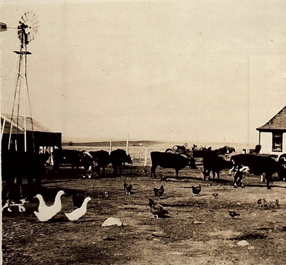 1920s FARM SCENE FORD MODEL T WINDMILL CATTLE DUCKS WAGON CHICKENS 31-39