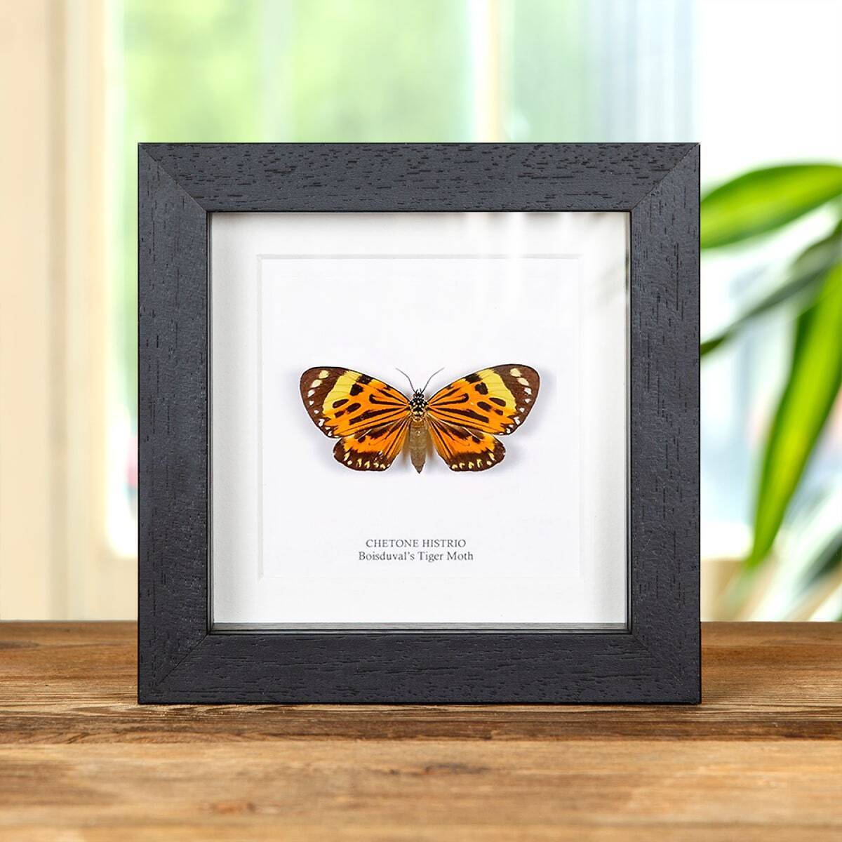 Boisduval\'s Tiger Taxidermy Moth Frame (Chetone histrio)