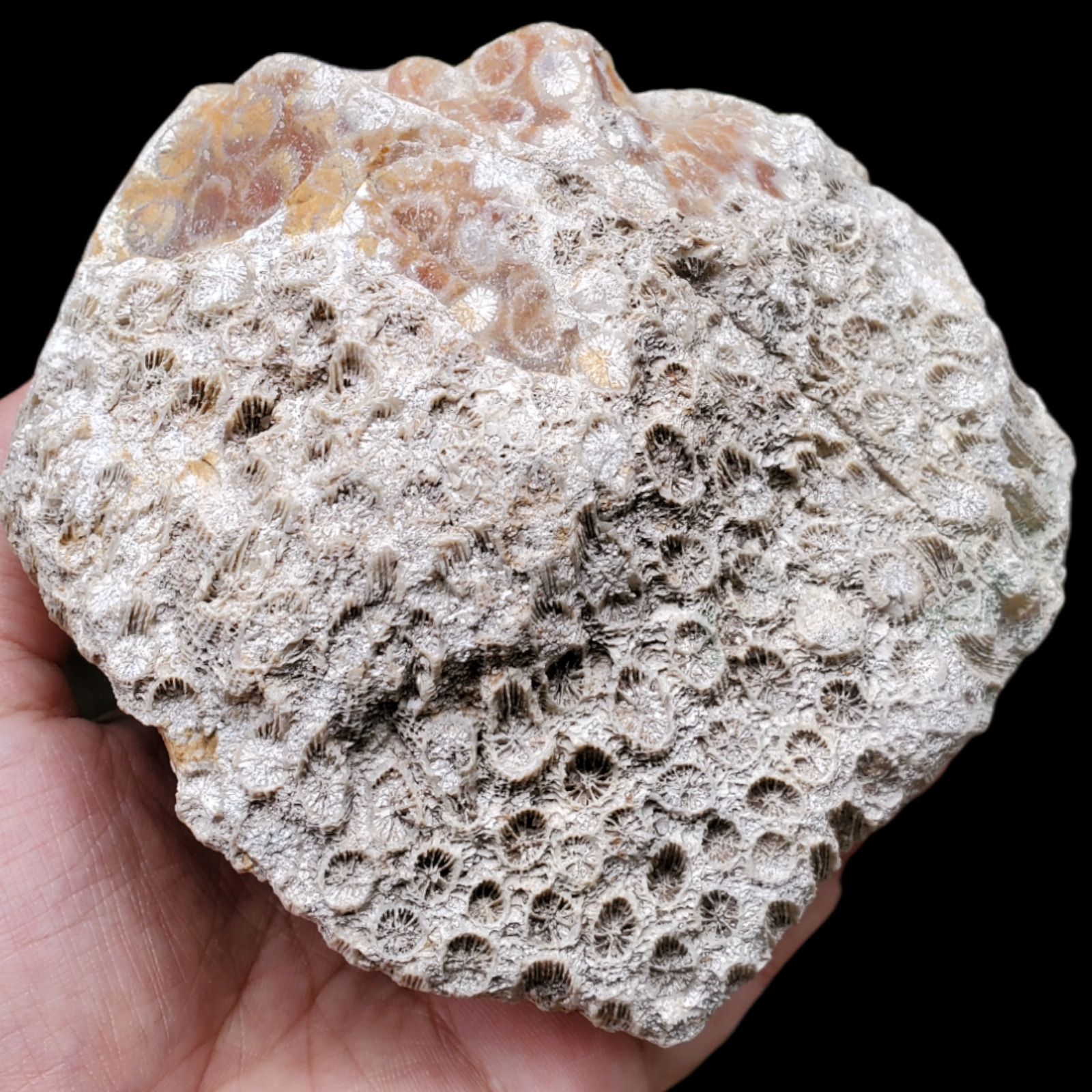 RARE Collection Rough Polished Silicified Coral 1170G