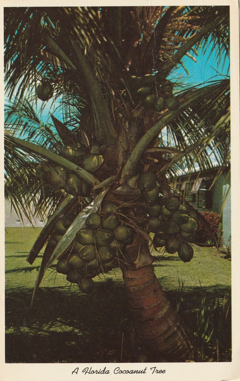 Postcard A Florida Coconut Tree Loaded with Coconuts 