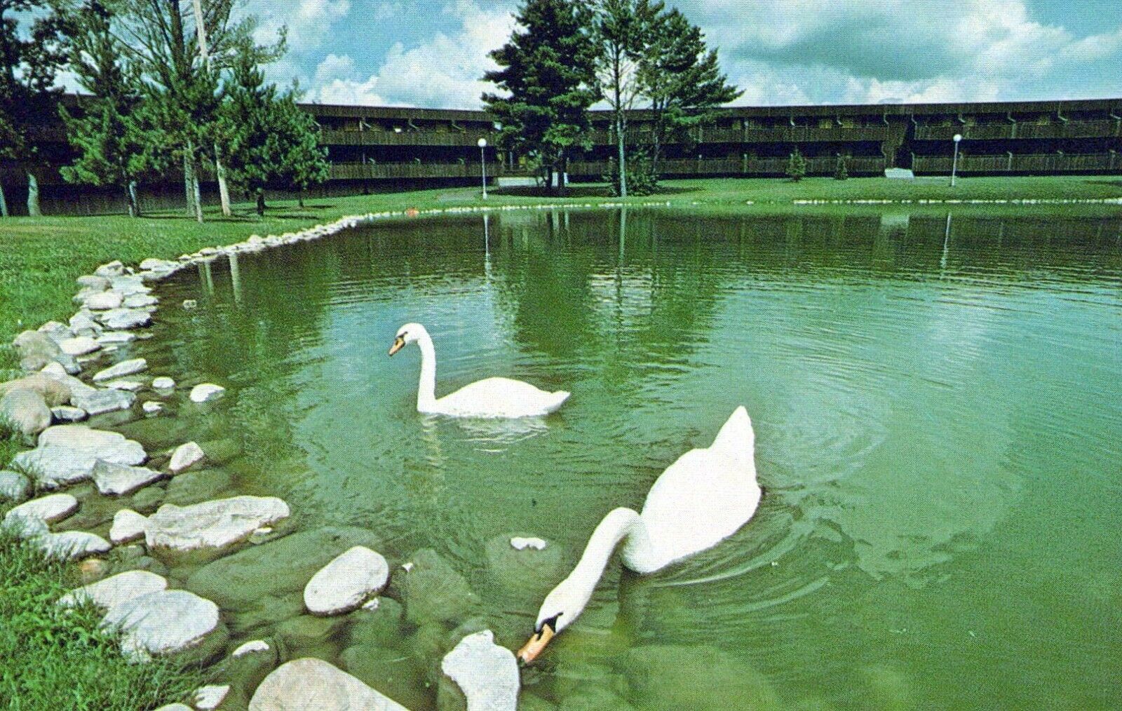 Telemark Lodge Cable Wisconsin Swans Glide In Pond Vintage Chrome Post Card