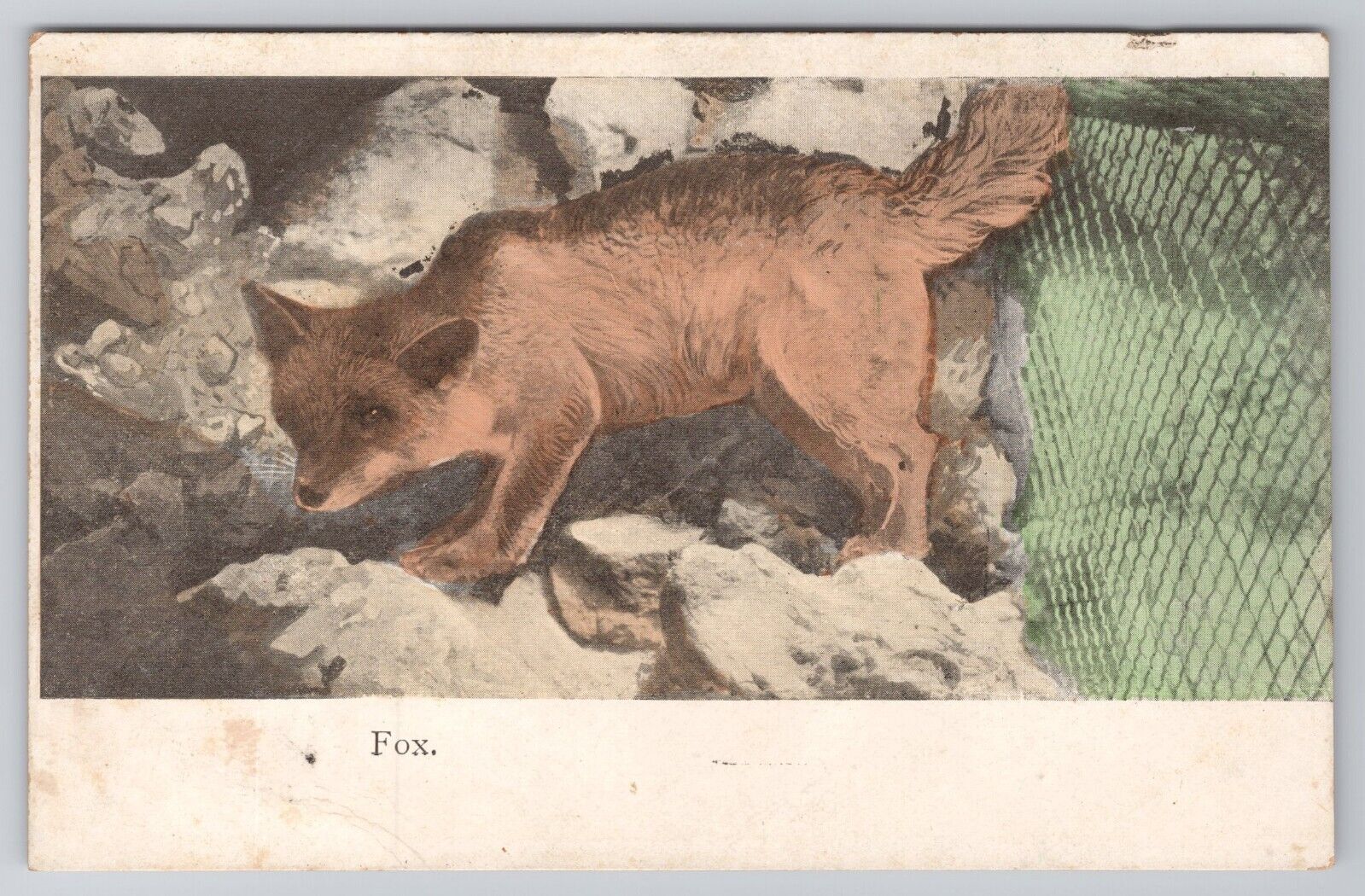 Postcard Fox