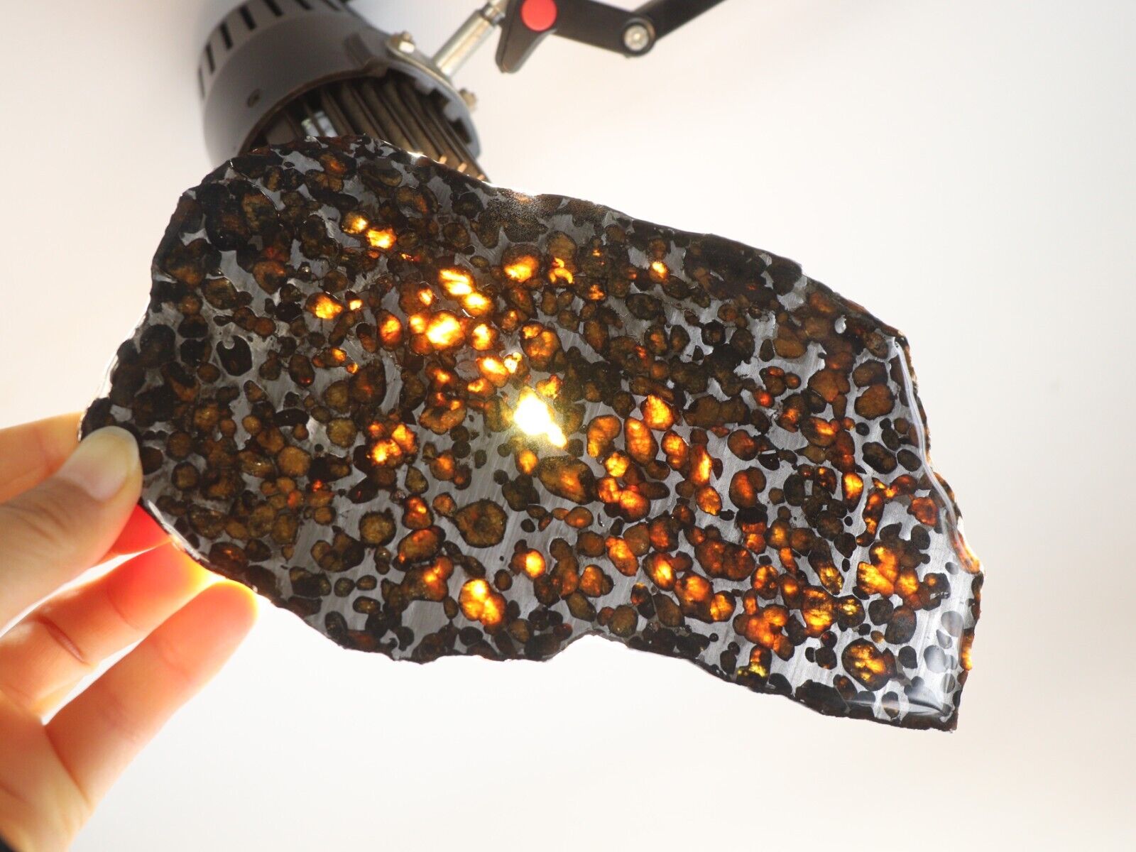 214g Slice meteorites, Rare slices of Kenyan Pallasite olive meteorite B2770