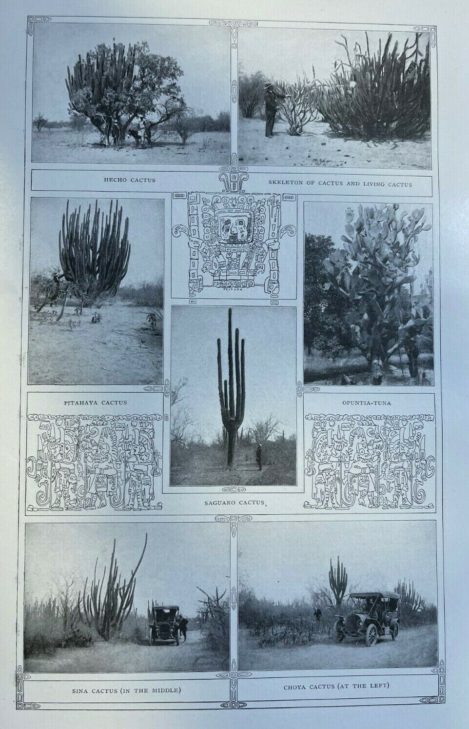 1910 Giant Cactus Forest Tobari Bay Sonora Mexico illustrated