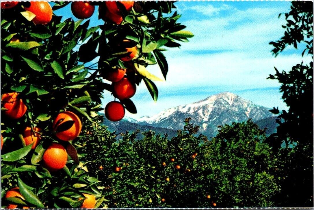 Vintage Chrome Postcard Oranges & Snow Scene Unposted A75