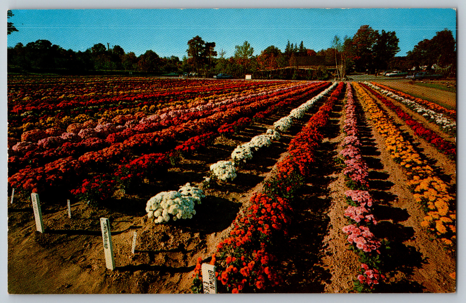 Bristol, Connecticut - Beautiful View of Chrysanthemums - Vintage Postcards