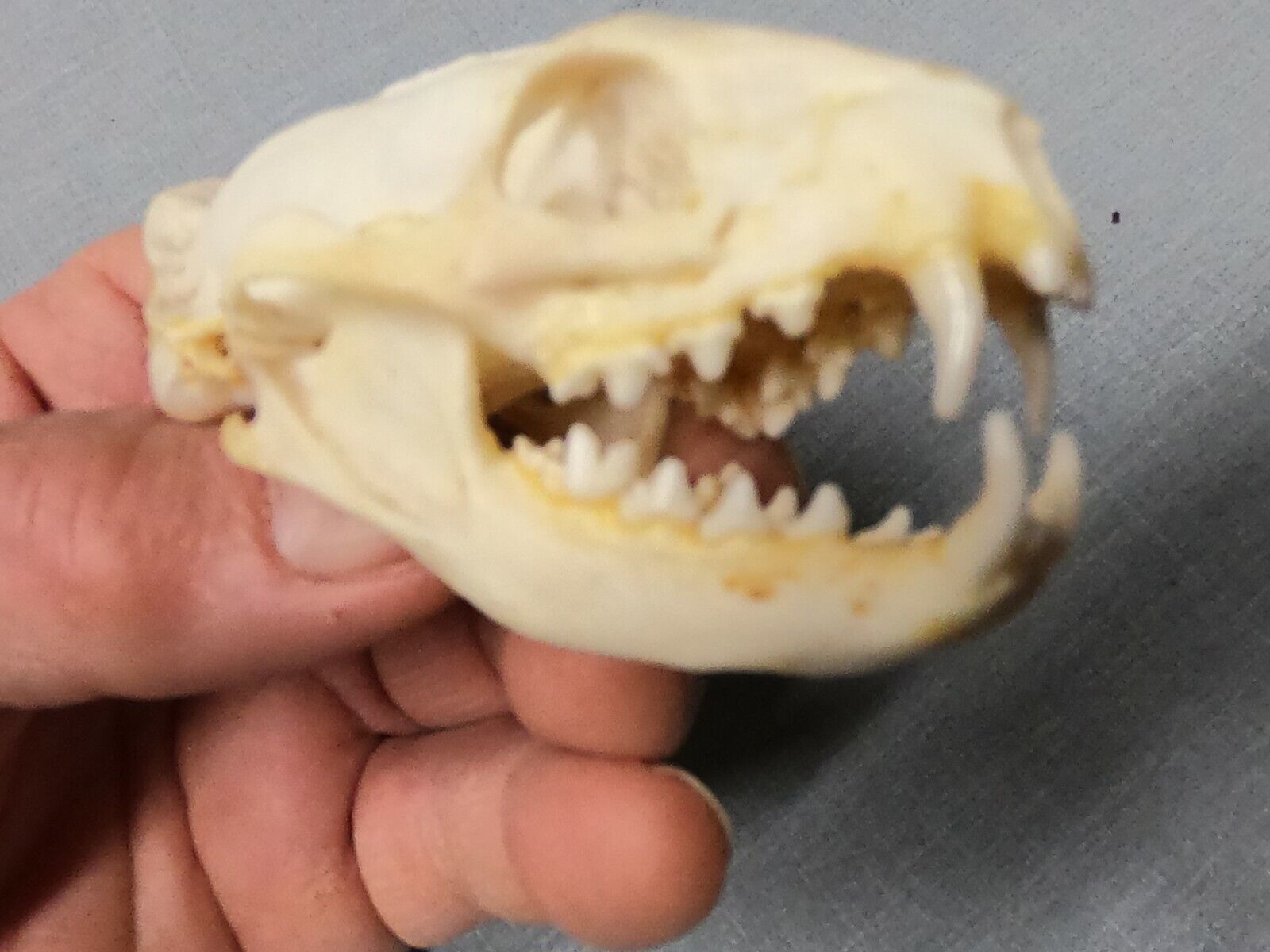 Mongoose  Taxidermy SKULL 3   inches HUGE perfect teeth