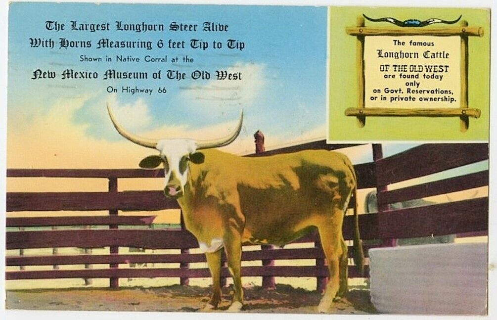 Moriarity NM New Mexico Museum Old West Largest Longhorn 1965 Vintage Postcard