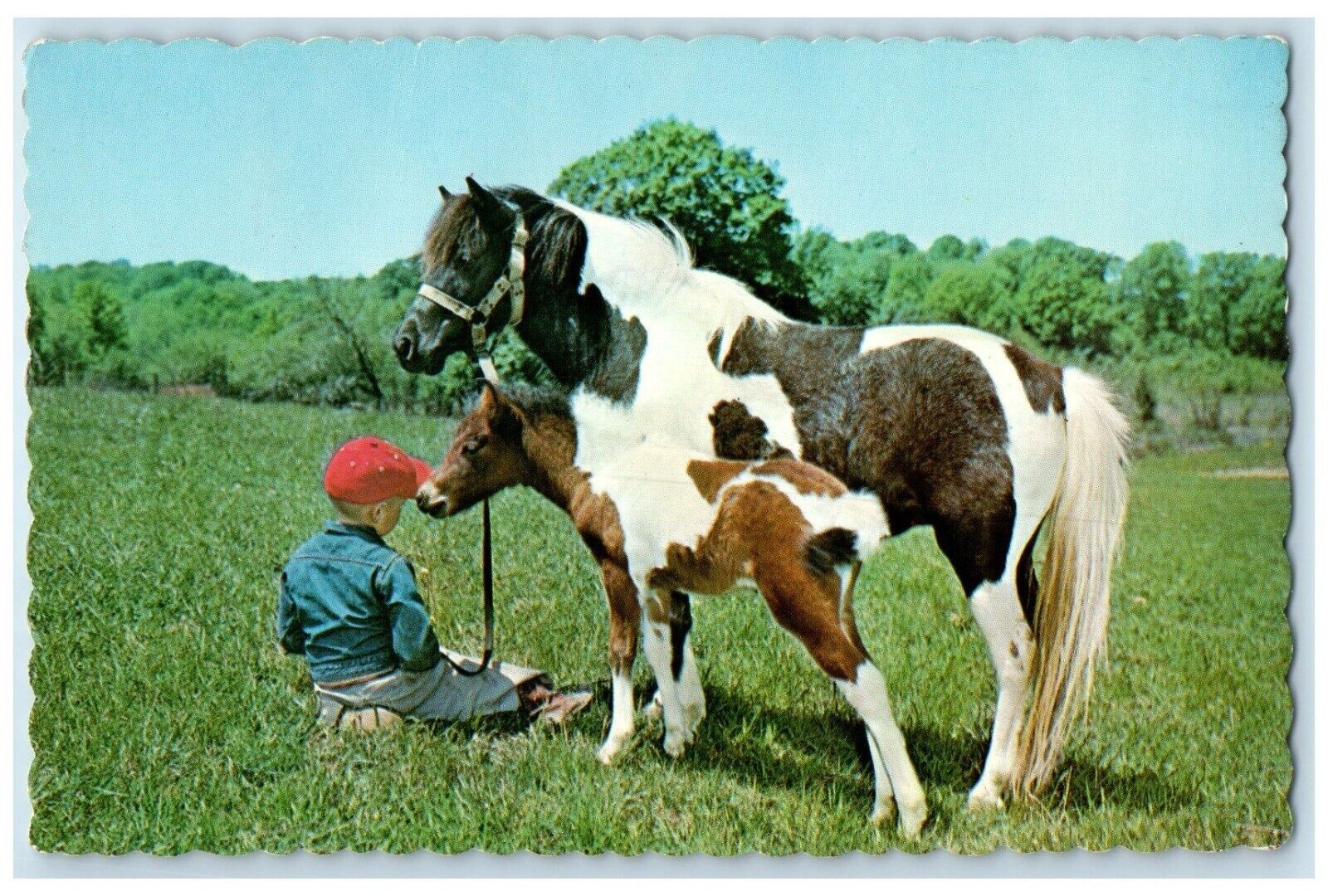 1967 Greetings From Lemke\'s Lodge Lake Plevna Ontario Canada Boy Horses Postcard