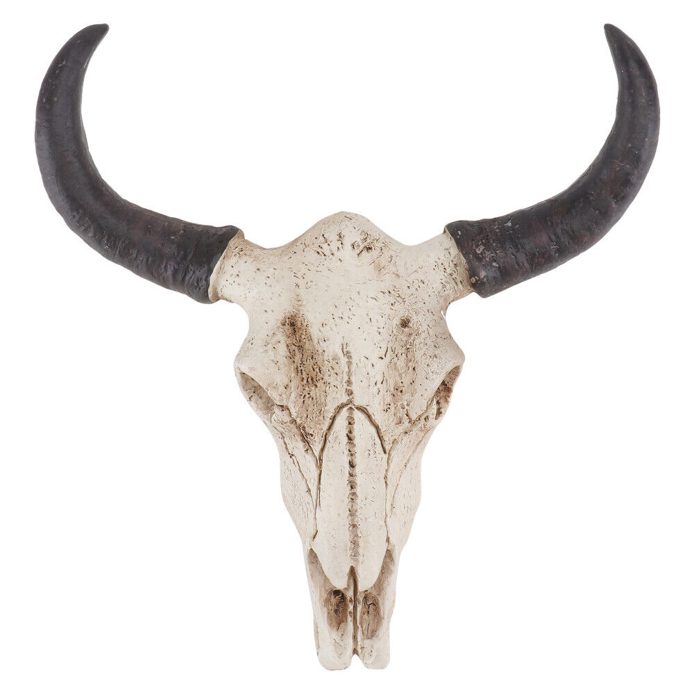 Long Huge Texas Longhorn Cow Skull Wall Hanging Horn Steer Western Decoration
