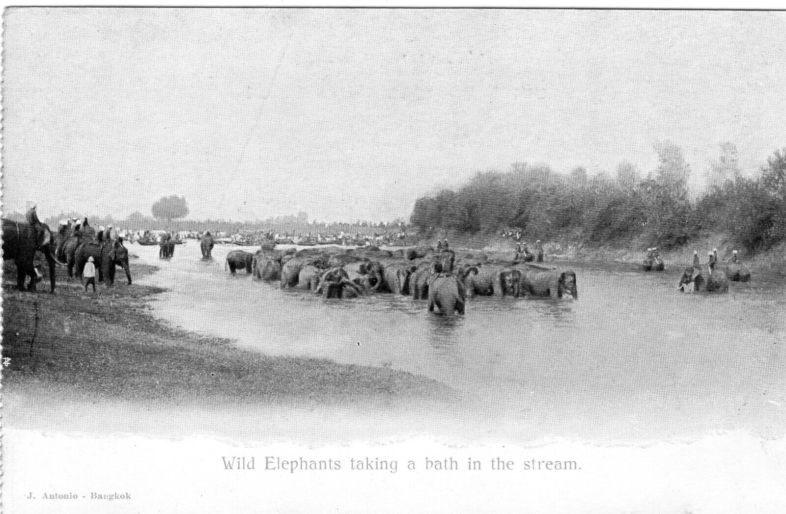 1899 Siam Thailand Postcard Wild Elephants Bathing In A Stream Thai