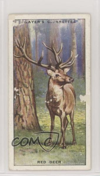 1939 Player\'s Animals of the Countryside Tobacco Red Deer #35 1i3