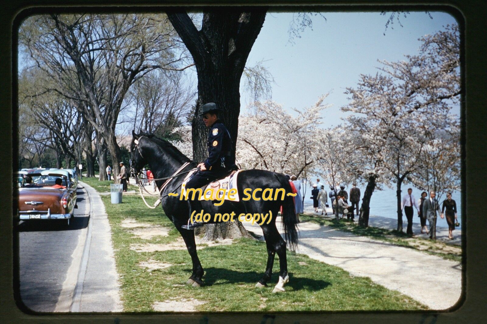 1955 Cherry Blossoms in Washington D.C. Cars & Horse Police, Original Slide b5a