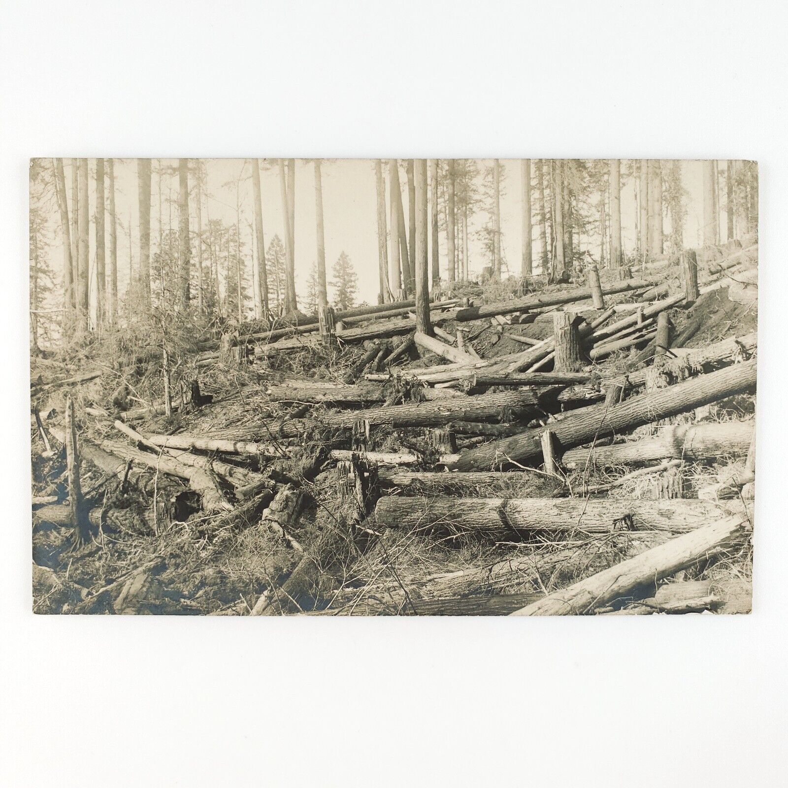 Clear Cut Forest Logging RPPC Postcard c1910 Felled Fallen Tree Real Photo D1469